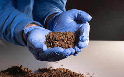 Multinacionales impulsan harina de insectos en la alimentación del camarón ecuatoriano