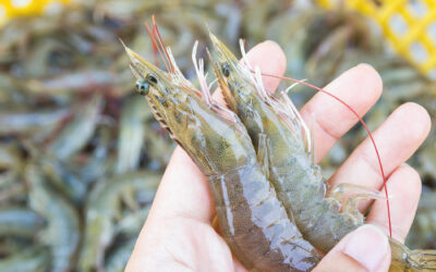 Respuestas moleculares y fisiológicas de Penaeus vannamei al estrés por nitrógeno y fósforo