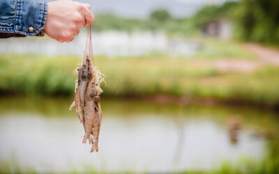 La medición de la huella de carbono: clave para que el camarón destaque como producto de bajo impacto ambiental
