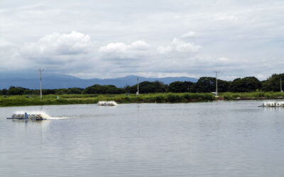 El futuro del camarón: cómo producir de manera sostenible sin sacrificar rentabilidad