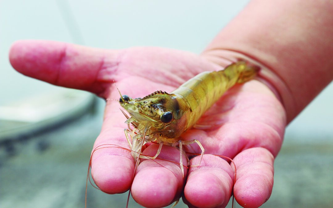 El secreto detrás de el mejor camarón del mundo. Un compromiso inquebrantable de Ecuador con la calidad.