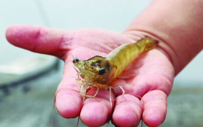 El secreto detrás de el mejor camarón del mundo. Un compromiso inquebrantable de Ecuador con la calidad.