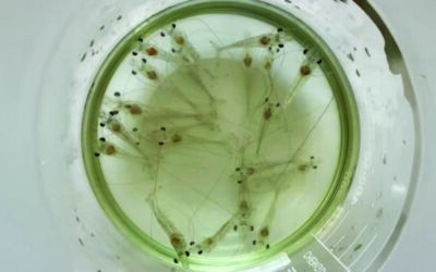 Enfermedad de la Postlarva Translúcida: una infección mortal por Vibrio que afecta al camarón de cultivo