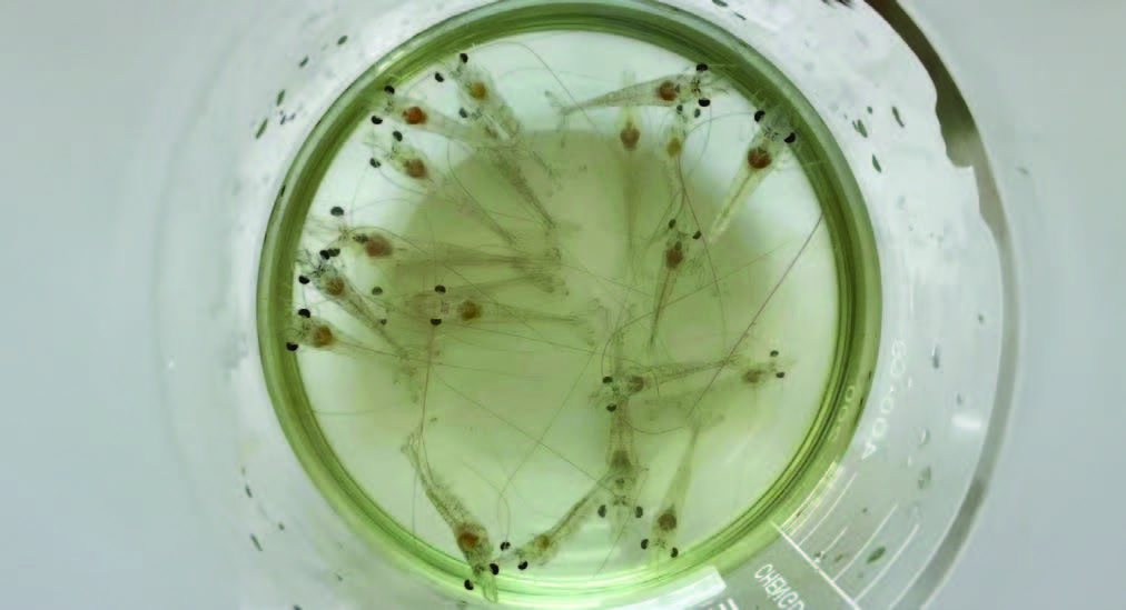 ENFERMEDADES EN LARVAS