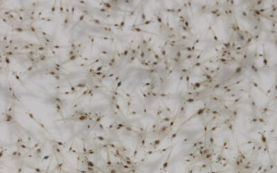 Los laboratorios de larvas: pilares de la resiliencia en la industria camaronera ecuatoriana