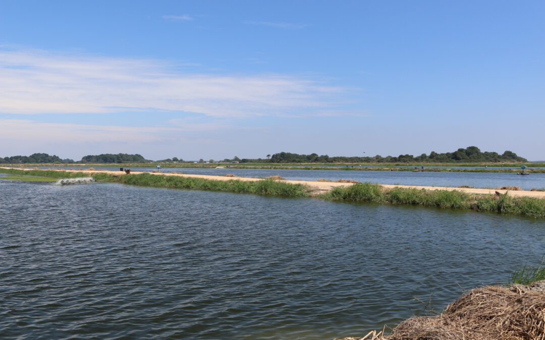 Efectos de un co-cultivo inactivado por calor de Lactobacillus spp. (postbiótico) sobre el rendimiento de crecimiento y la tolerancia al estrés ambiental en postlarvas de camarón blanco (Penaeus vannamei): síntesis de cuatro ensayos independientes