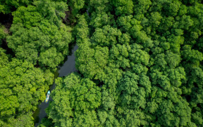 LA INDUSTRIA CAMARONERA ECUATORIANA Y CONSERVACIÓN INTERNACIONAL ECUADOR UNEN ESFUERZOS PARA FORTALECER LA PROTECCIÓN Y RESTAURACIÓN DE MANGLARES