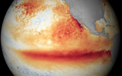 El Niño frente al camarón ecuatoriano: prevenir hoy para proteger la producción