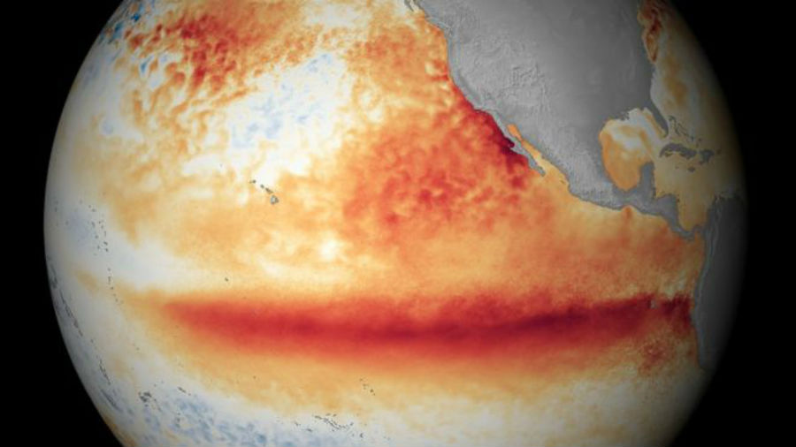 El Niño frente al camarón ecuatoriano: prevenir hoy para proteger la producción