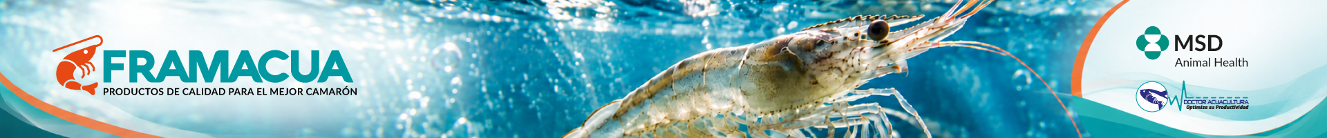 banner-web