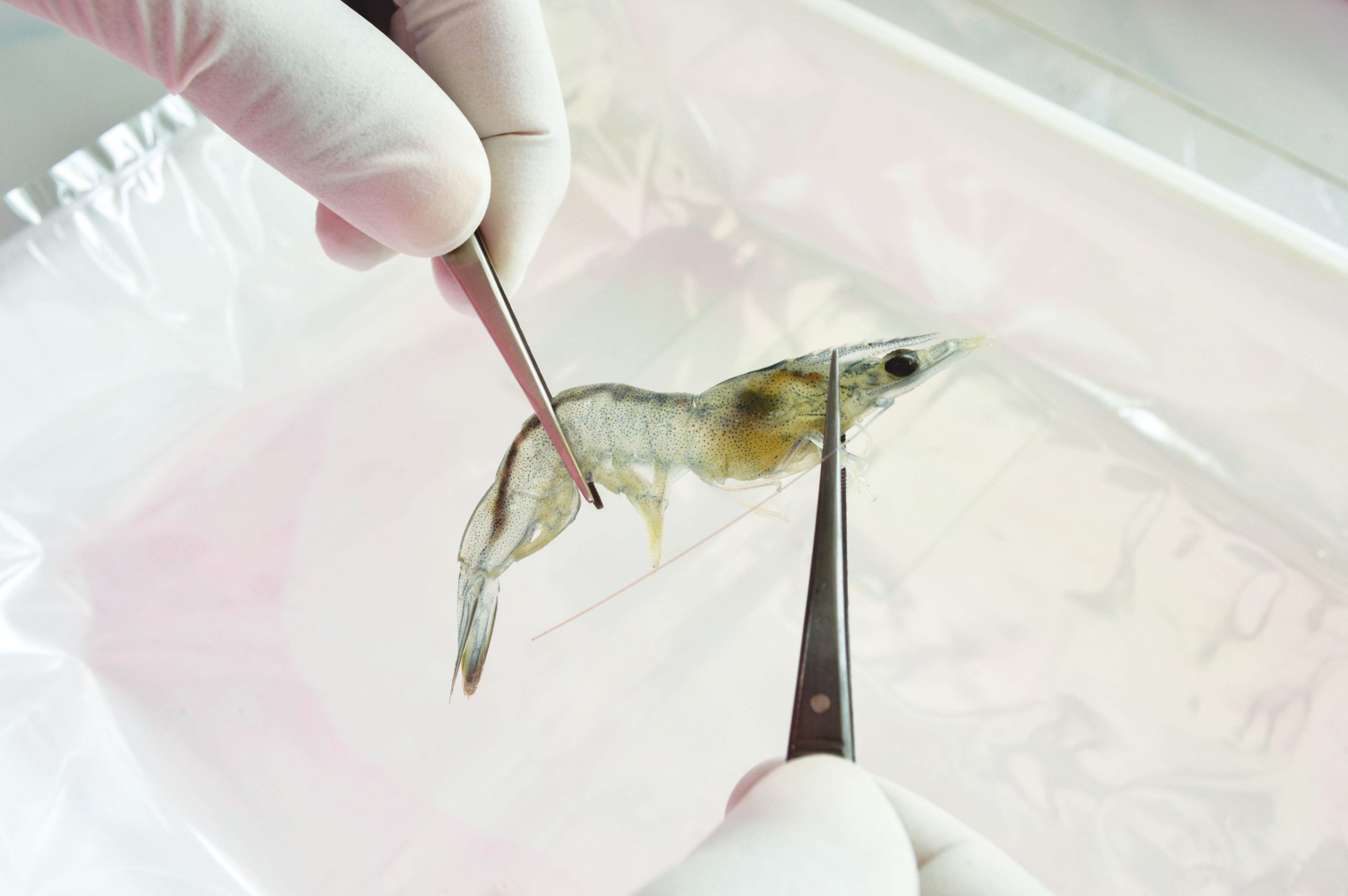Small,Shrimp,Have,Been,Taken,For,Checking,The,Size,,Weight