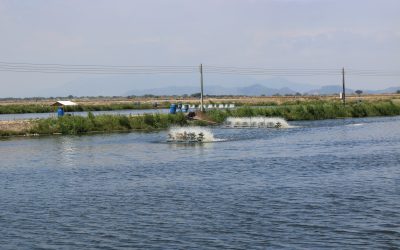 Incremento de tarifa eléctrica encarece producción y servicios asociados a toda la cadena camaronera